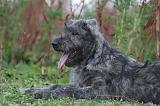 BOUVIER DES ARDENNES 319
